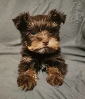 Chocolate Nash, a male Yorkshire Terrier for sale in Jackson, TN – 1 of 9