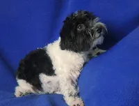 Van, a male Maltipoo for sale in Jackson, TN – 4 of 10