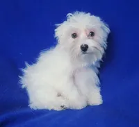 *FLASH SALE* Bowie, a male Maltese for sale in Jackson, TN – 6 of 10