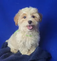 Adalynn, a female Morkie for sale in Jackson, TN – 3 of 10