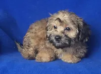 Ollie, a male Yorkipoo for sale in Jackson, TN – 10 of 10