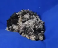 Marcelli, a female Poodle - Miniature  for sale in Jackson, TN – Photo 6 of 9