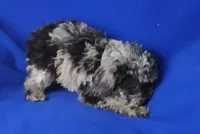 Marcelli, a female Poodle - Miniature  for sale in Jackson, TN – Photo 3 of 9