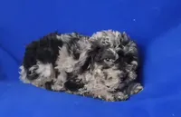 Marcelli, a female Poodle - Miniature  for sale in Jackson, TN – Photo 2 of 9