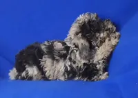 Marcelli, a female Poodle - Miniature  for sale in Jackson, TN – Photo 5 of 9