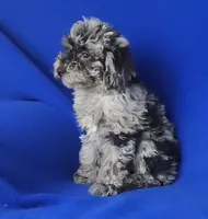 Marcelli, a female Poodle - Miniature  for sale in Jackson, TN – Photo 8 of 9