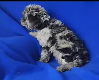 Marcelli, a female Poodle - Miniature  for sale in Jackson, TN – Photo 9 of 9