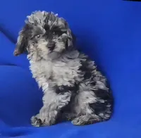 Marcelli, a female Poodle - Miniature  for sale in Jackson, TN – Photo 1 of 9