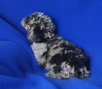 Marcelli, a female Poodle - Miniature  for sale in Jackson, TN – Photo 7 of 9