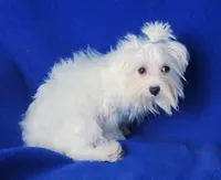 Bentley, a male Maltese for sale in Jackson, TN – 8 of 10