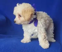 Marigold , a female Poodle - Toy  for sale in Jackson, TN – 5 of 10