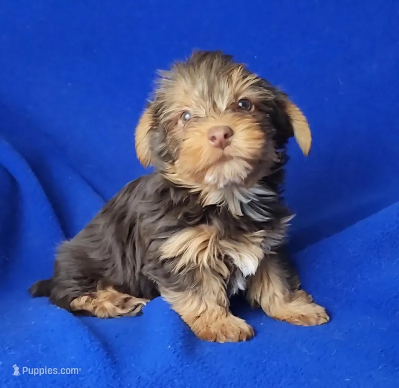 Liver Driscoll  – Yorkshire Terrier puppy for sale in Jackson, TN