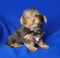 Liver Driscoll , a male Yorkshire Terrier for sale in Jackson, TN – Photo 1 of 10