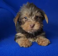 Liver Driscoll , a male Yorkshire Terrier for sale in Jackson, TN – Photo 3 of 10
