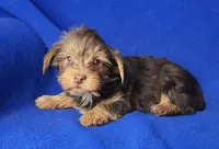 Liver Driscoll , a male Yorkshire Terrier for sale in Jackson, TN – Photo 10 of 10
