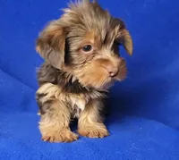 Liver Driscoll , a male Yorkshire Terrier for sale in Jackson, TN – Photo 9 of 10