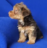 Liver Driscoll , a male Yorkshire Terrier for sale in Jackson, TN – Photo 8 of 10