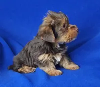Liver Driscoll , a male Yorkshire Terrier for sale in Jackson, TN – Photo 4 of 10