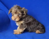 Liver Driscoll , a male Yorkshire Terrier for sale in Jackson, TN – Photo 6 of 10