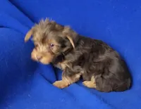 Liver Driscoll , a male Yorkshire Terrier for sale in Jackson, TN – Photo 5 of 10