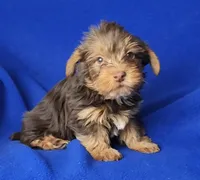 Liver Driscoll , a male Yorkshire Terrier for sale in Jackson, TN – Photo 7 of 10