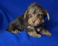 Liver Driscoll , a male Yorkshire Terrier for sale in Jackson, TN – Photo 2 of 10