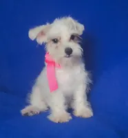 Gertie, a female Schnoodle for sale in Jackson, TN – 7 of 9