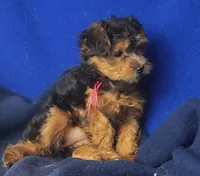 Bindie, a female Yorkipoo for sale in Jackson, TN – 5 of 10