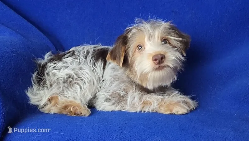 Liver Dewey  – Yorkshire Terrier puppy for sale in Jackson, TN