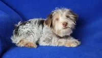 Liver Dewey , a male Yorkshire Terrier for sale in Jackson, TN – 1 of 10