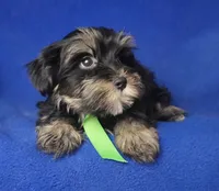 Teddy, a male Morkie for sale in Jackson, TN – 6 of 10