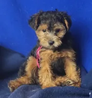 Bindie, a female Yorkipoo for sale in Jackson, TN – 6 of 10