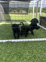 Black Female Lab, a female Labrador Retriever for sale in Rockwall, TX – 5 of 7