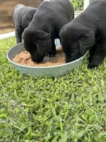 Black Female Lab, a female Labrador Retriever for sale in Rockwall, TX – 3 of 7