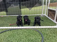 Black Female Lab, a female Labrador Retriever for sale in Rockwall, TX – 1 of 7