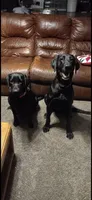 Black Female Lab, a female Labrador Retriever for sale in Rockwall, TX – 4 of 7
