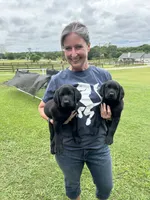 Black Female Lab, a female Labrador Retriever for sale in Rockwall, TX – 7 of 7