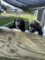 Black Female Lab, a female Labrador Retriever for sale in Rockwall, TX – 2 of 7