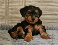 Blue, a male Yorkshire Terrier for sale in Oakland, CA – Photo 3 of 7