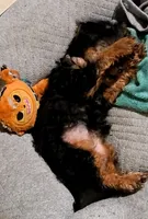 Blue, a male Yorkshire Terrier for sale in Oakland, CA – Photo 4 of 7