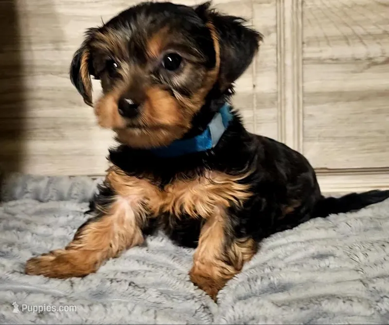Blue, a male Yorkshire Terrier for sale in Oakland, CA – Photo 1 of 7