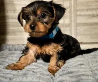 Blue, a male Yorkshire Terrier for sale in Oakland, CA – Photo 1 of 7