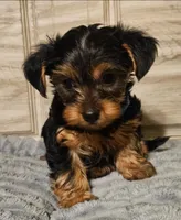 Blue, a male Yorkshire Terrier for sale in Oakland, CA – Photo 2 of 7