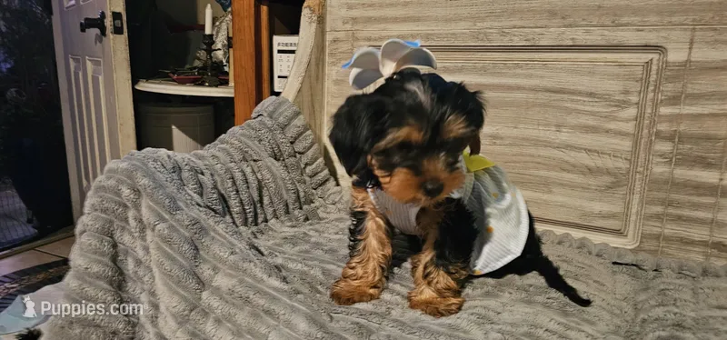 Leslie – Yorkshire Terrier puppy for sale in Oakland, CA