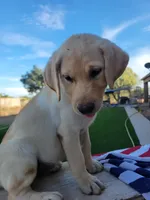 Princess, a female Labrador Retriever for sale in Mesa, AZ – 2 of 3