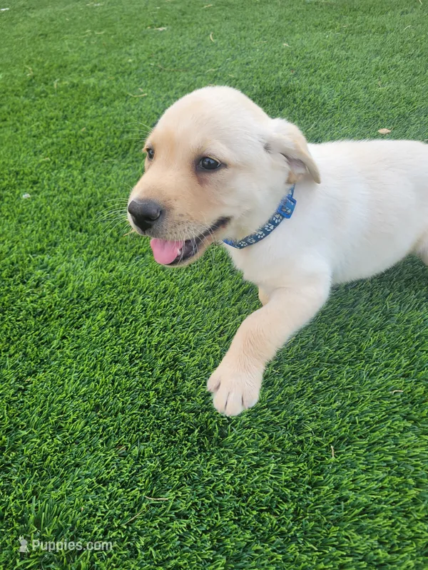 Purple – Labrador Retriever puppy for sale in Mesa, AZ