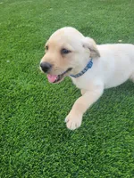Purple, a female Labrador Retriever for sale in Mesa, AZ – 1 of 2