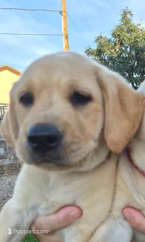 Orange – Labrador Retriever puppy for sale in Mesa, AZ