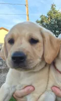 Orange, a female Labrador Retriever for sale in Mesa, AZ – 1 of 1