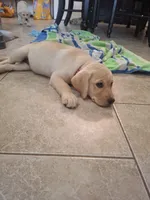 Princess, a female Labrador Retriever for sale in Mesa, AZ – 3 of 3